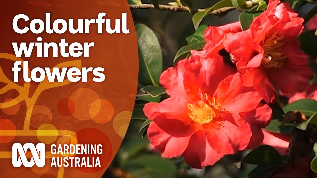 Colour Me Cool | Colourful Winter Flowers | Gardening Australia