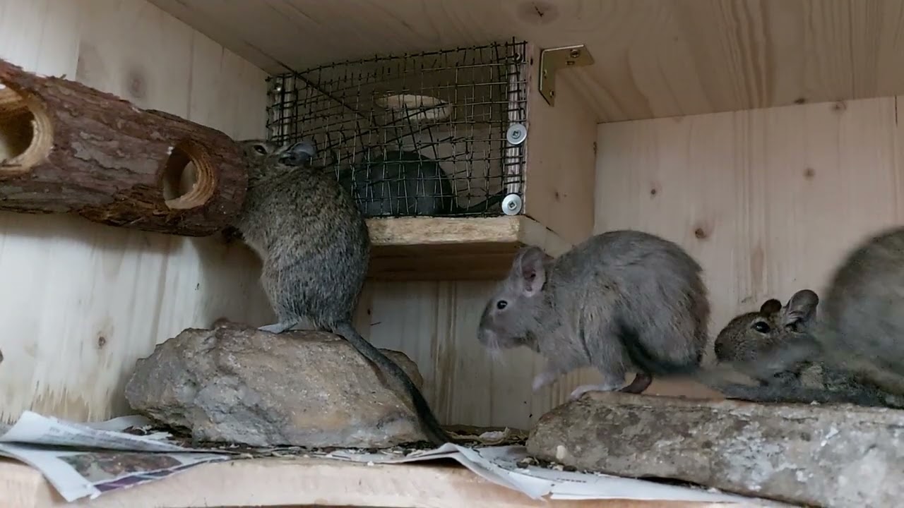 Degus greet their new neighbour