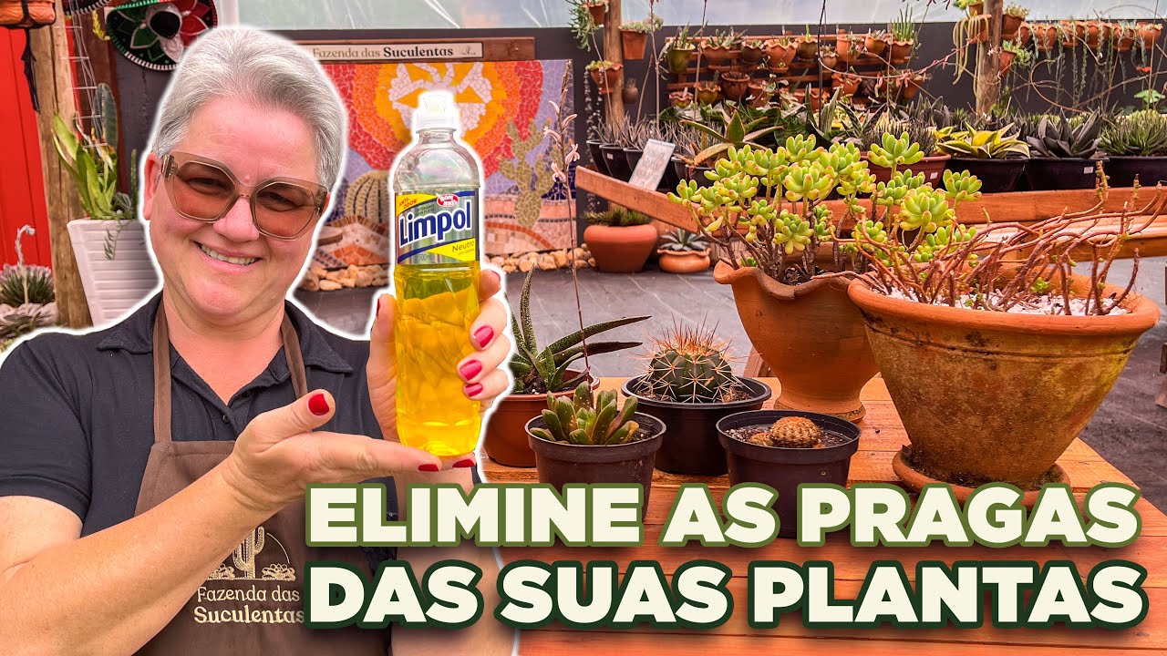 Receita BARATA e FÁCIL contra cochonilhas - Veja Como usar o Detergente Neutro contra essas pragas.
