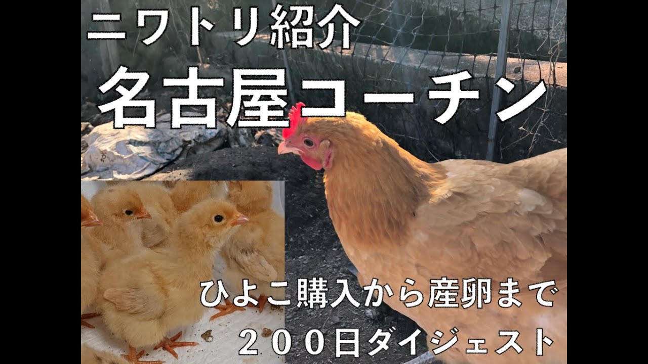 ニワトリ紹介　名古屋コーチン