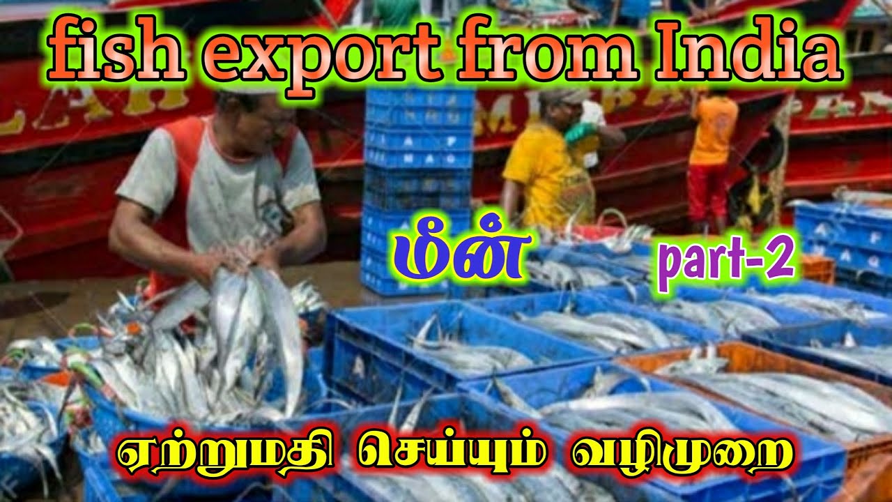 Fish export business in india | Shrimp, Fin fish, cuttle fish, Squid | Part-2 | Gokul Export
