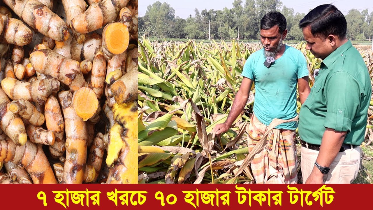 হলুদ চাষ । ৭ হাজার খরচে ৭০ হাজার টাকার টার্গেট । Turmeric cultivation । Swadesh BD