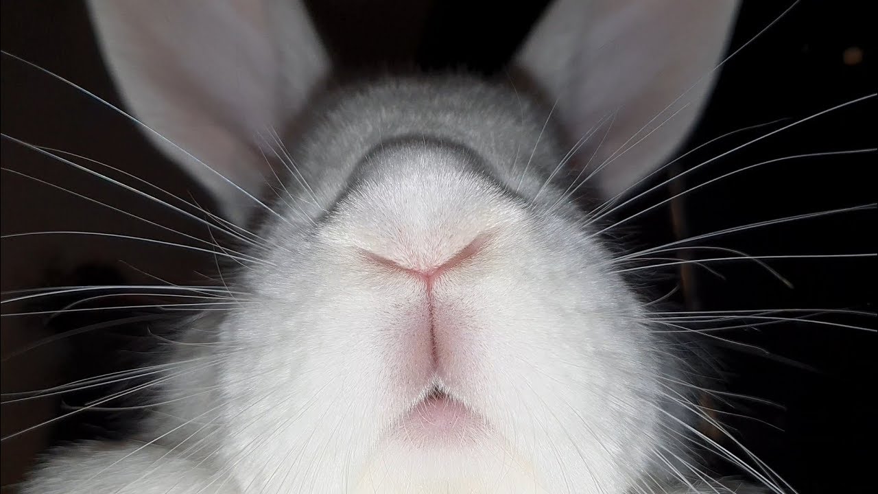 A twitching bunny nose and a little pink mouth 😍