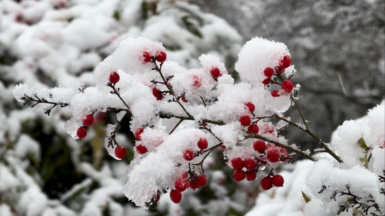 Mar. 13, 2026 Snow in West Seattle
