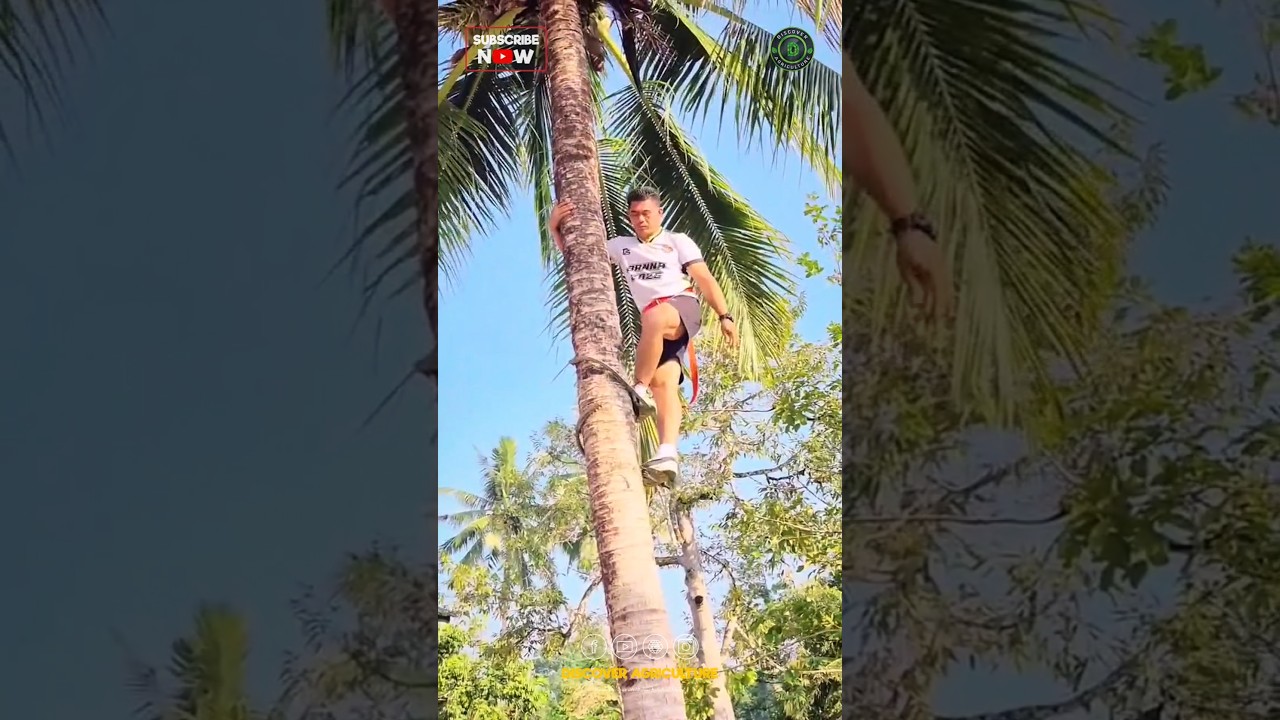 Amazing Tree Climbing Tool