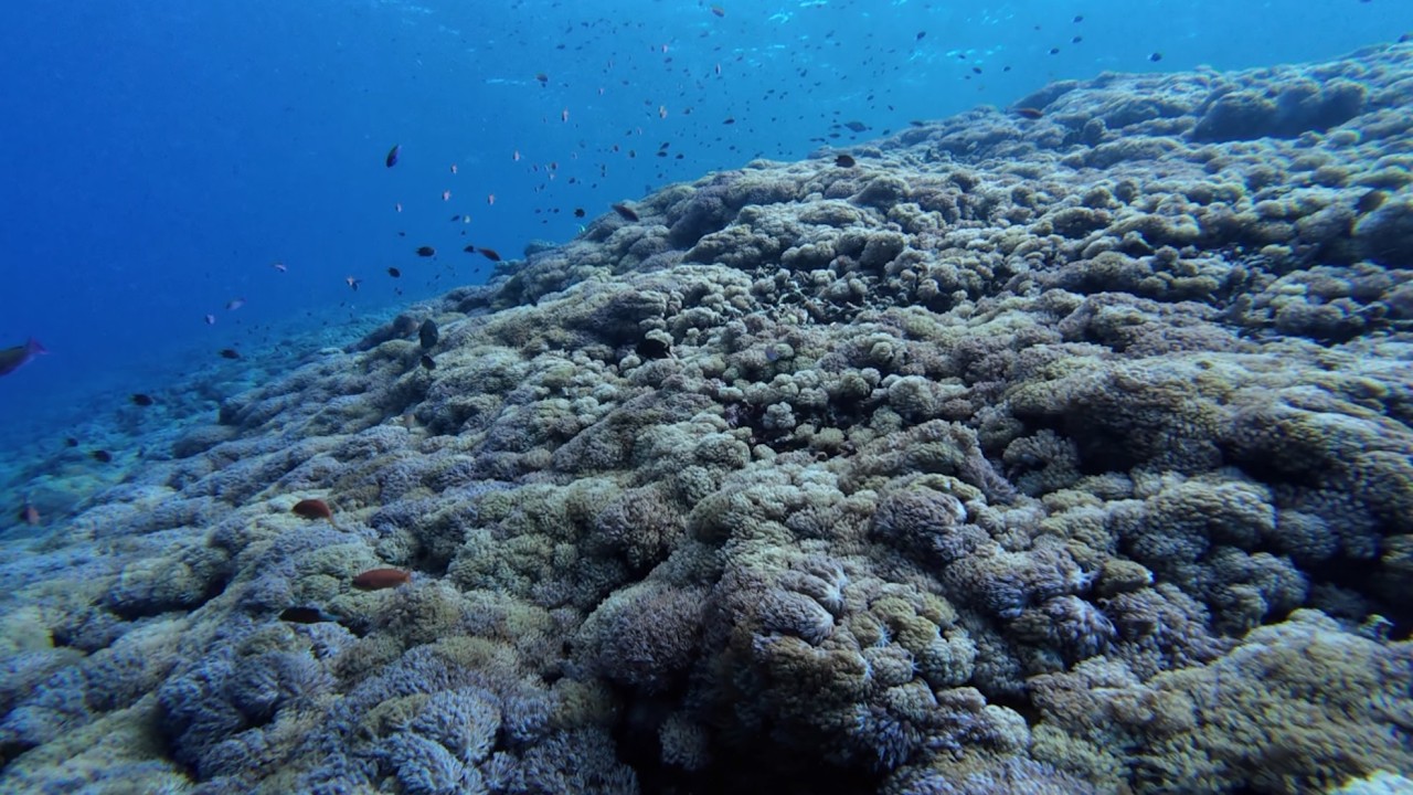 Komodo Full Dive | Tatawa Besar – Autumn Reef Landscape