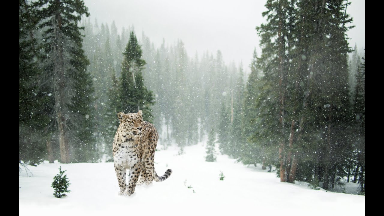 Amur Leopard: Fighting Extinction with Conservation