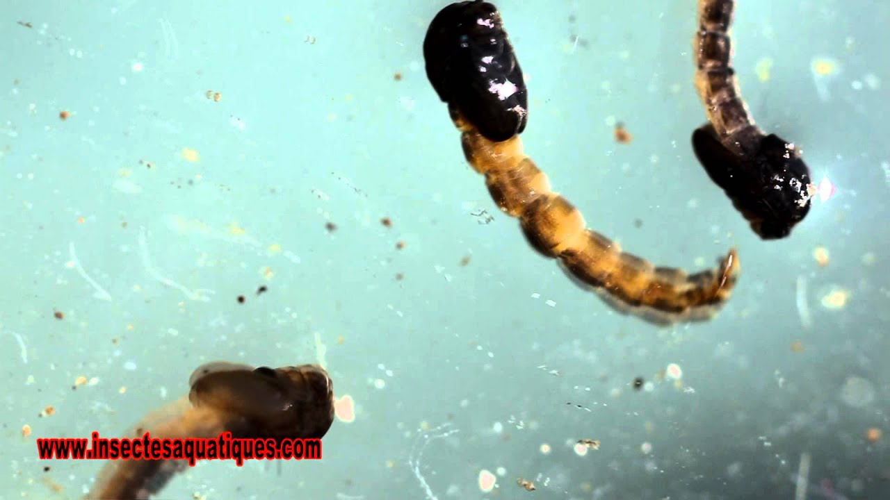 NYMPHES DE CHIRONOME