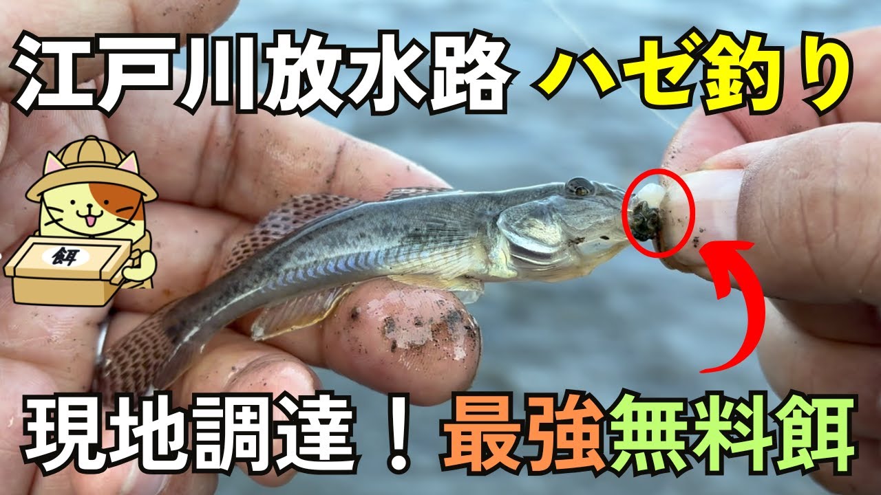 【無料餌で爆釣⁉︎】江戸川放水路ハゼ釣り！まさかの