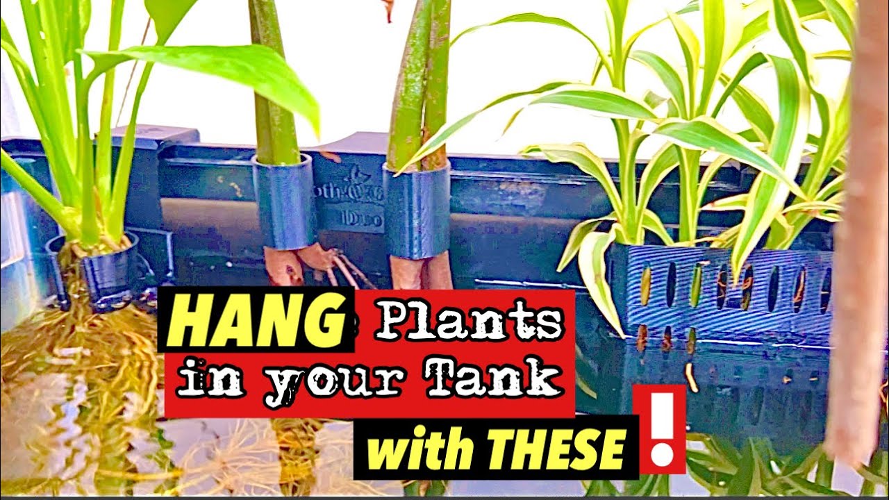 MORE Ways to Secure Houseplants in your Aquarium- Potho-O-Carry review-5 NEW MODELS for Riparium