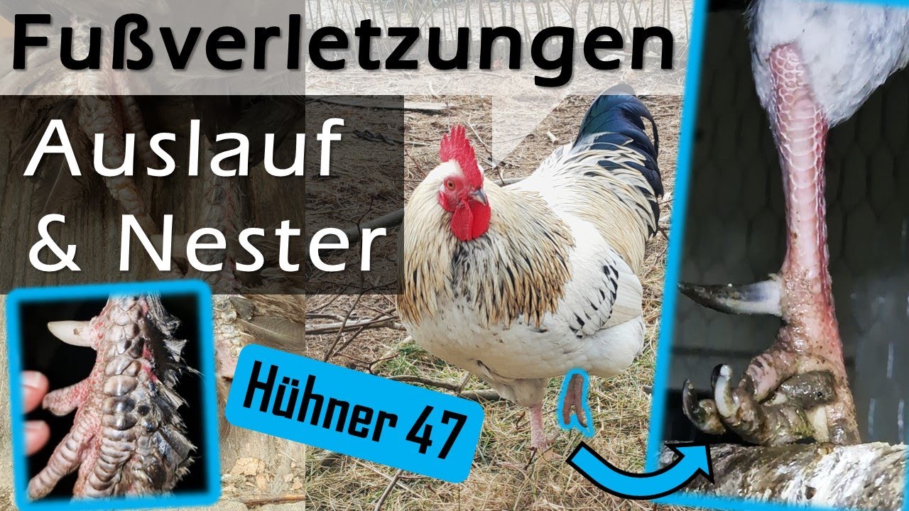 Mal wieder Probleme 🦶 #Hahn humpelt 🐥 #Küken mit zu wenig Platz 🥅 Auslauf nicht sicher - #Hühner 47