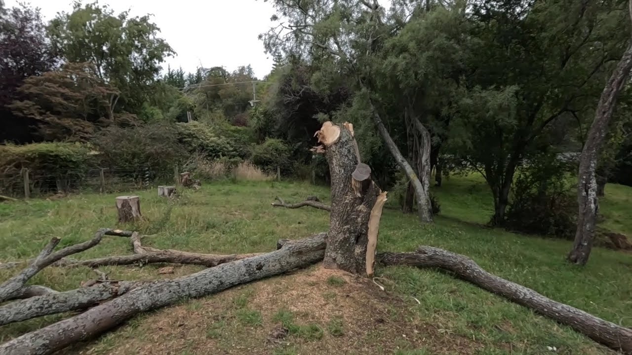 Front Paddock Pasture  Cleanup, First Tree Down on our Lifestyle Block.