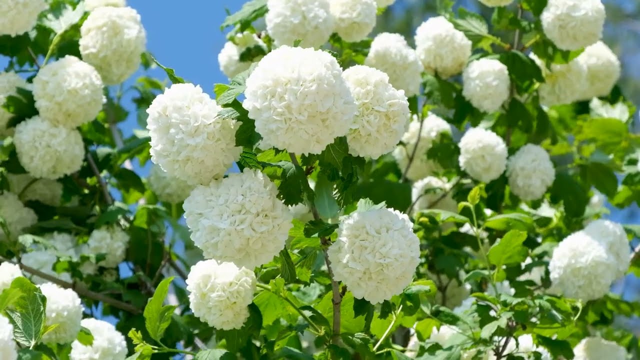 🌸 Vasanthame 🌿 | Peaceful Blooming Flowers | Relaxing Nature Music