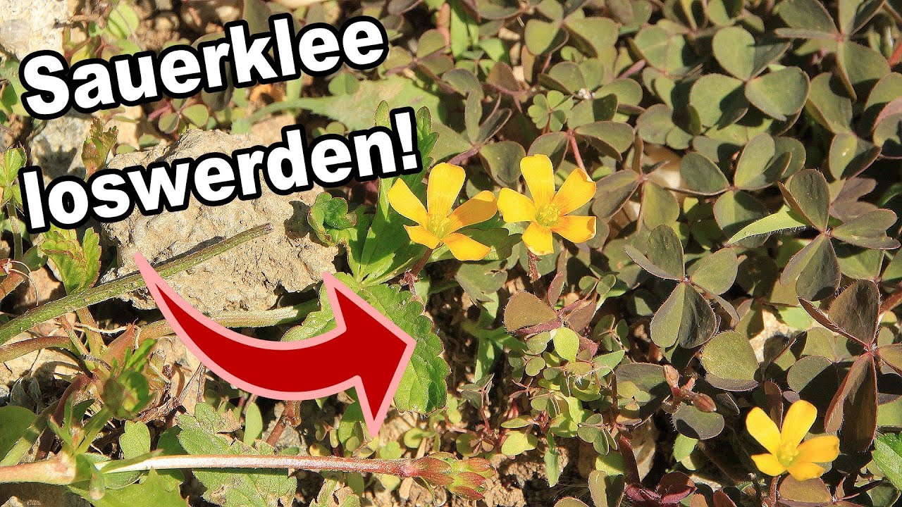 Sauerklee bek&auml;mpfen: Was wirklich hilft!