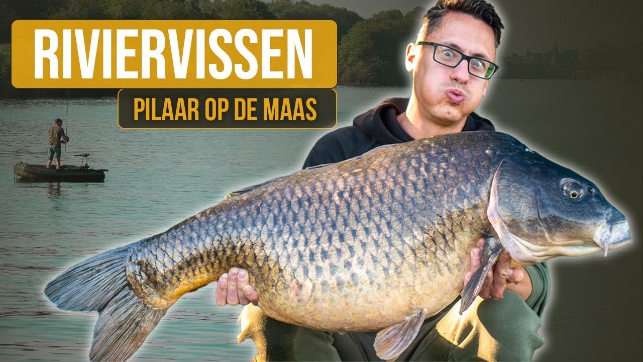 Van het Sydicaat naar de GROOTSTE RIVIER KARPERS van de MAAS