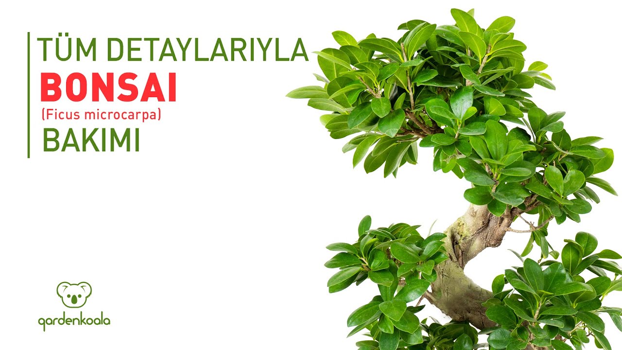 Tüm Detaylarıyla Bonsai-Ficus Microcarpa Bakımı (Gardenkoala)