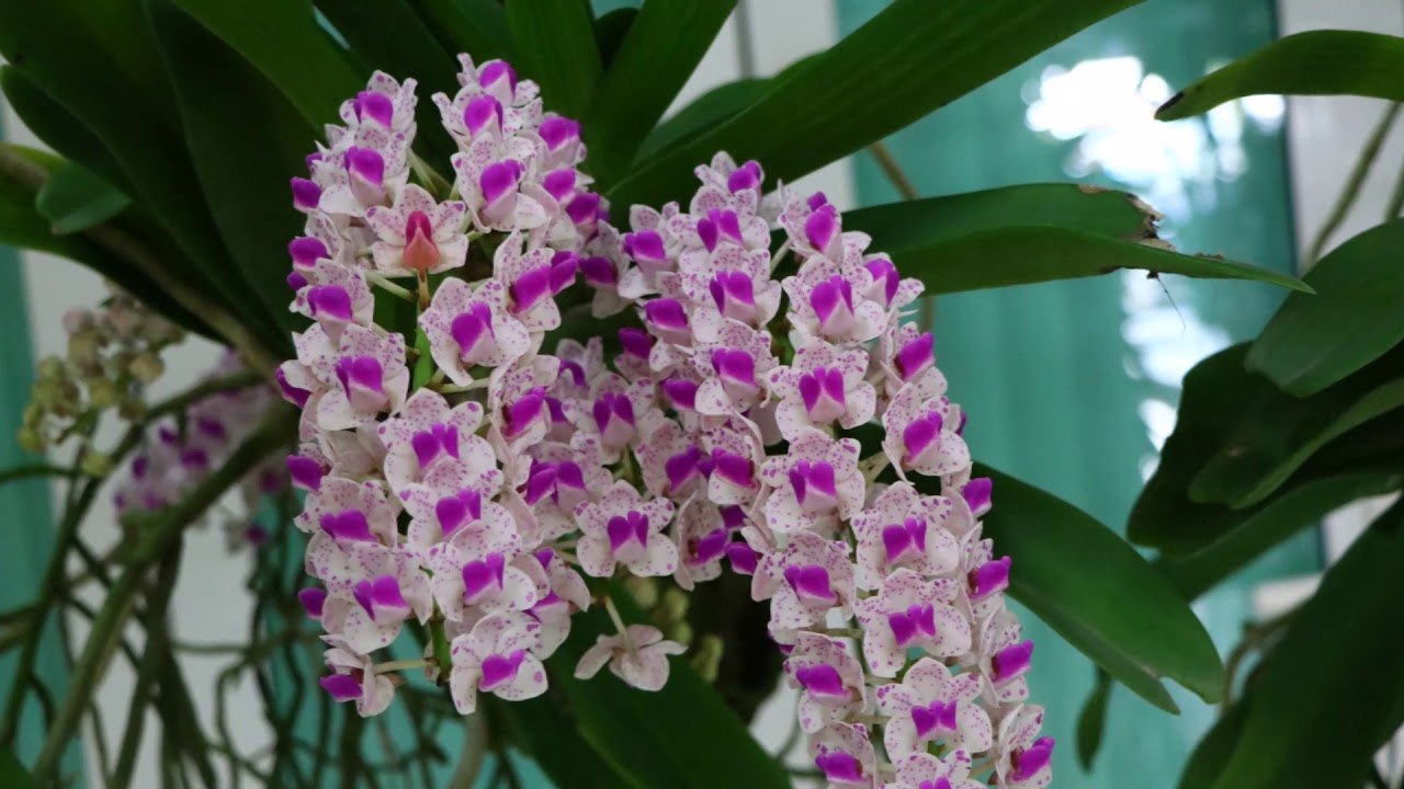 การประกวดกล้วยไม้,ในงานเกษตรแฟร์ 2562,Orchids compettition Kasetsart University,Thailand