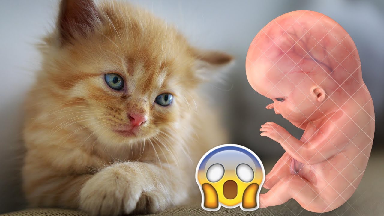هذا ما يفعله داء القطط بالجنين خلال الحمل