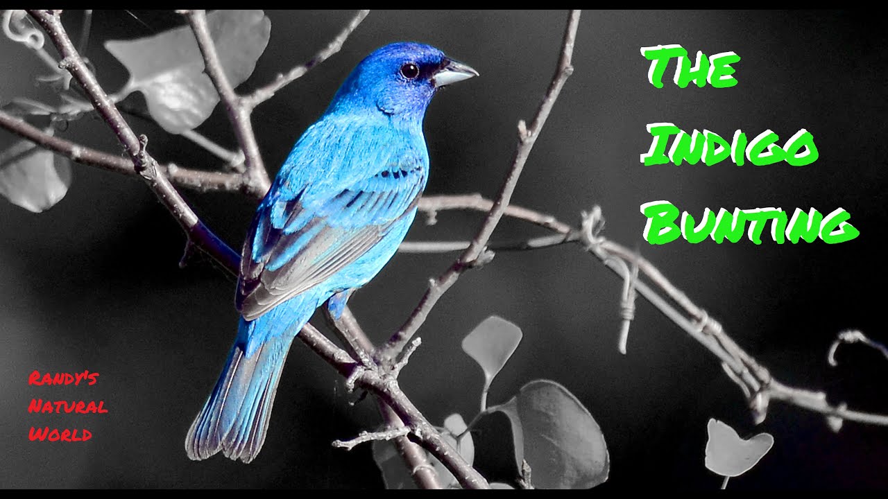 All About the Indigo Bunting