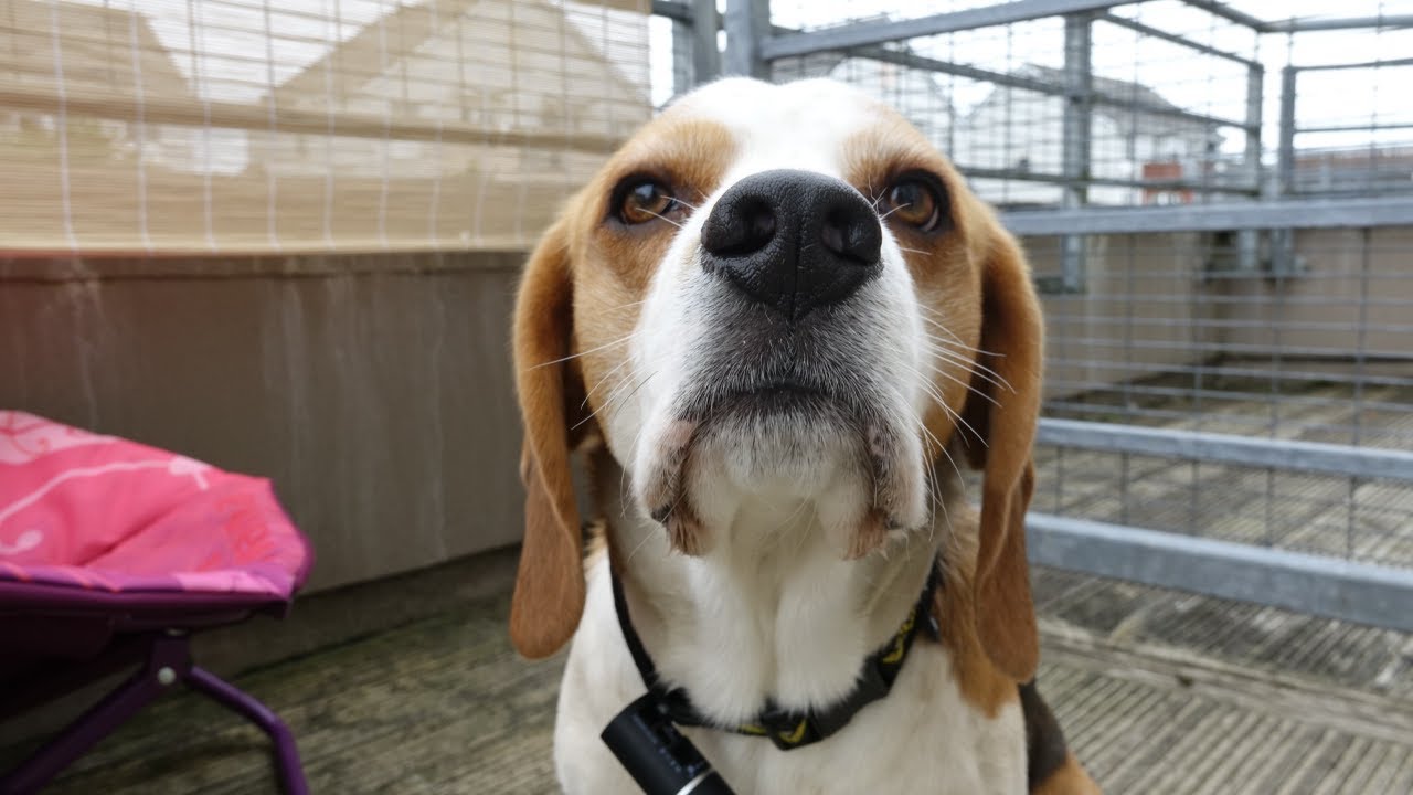 The Beauty of Beagles: A Slow-Motion Tribute to Our Dogs!