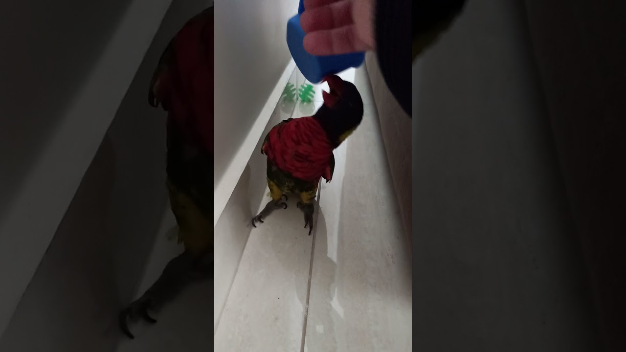 Loris arco-&iacute;ris brincando com a  bolinha