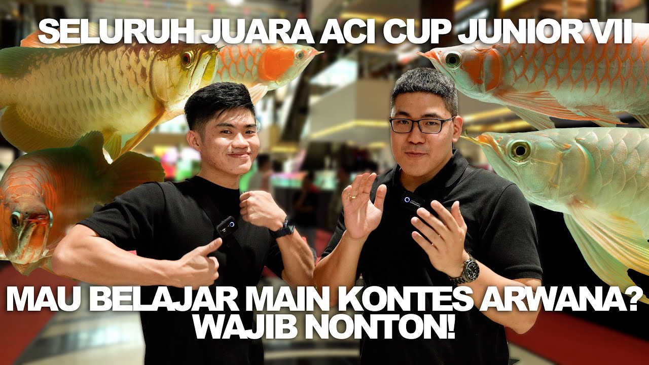 JUARA-JUARA ACI CUP JUNIOR! MAU BELAJAR KONTES ARWANA?! MULAI DARI SINI!
