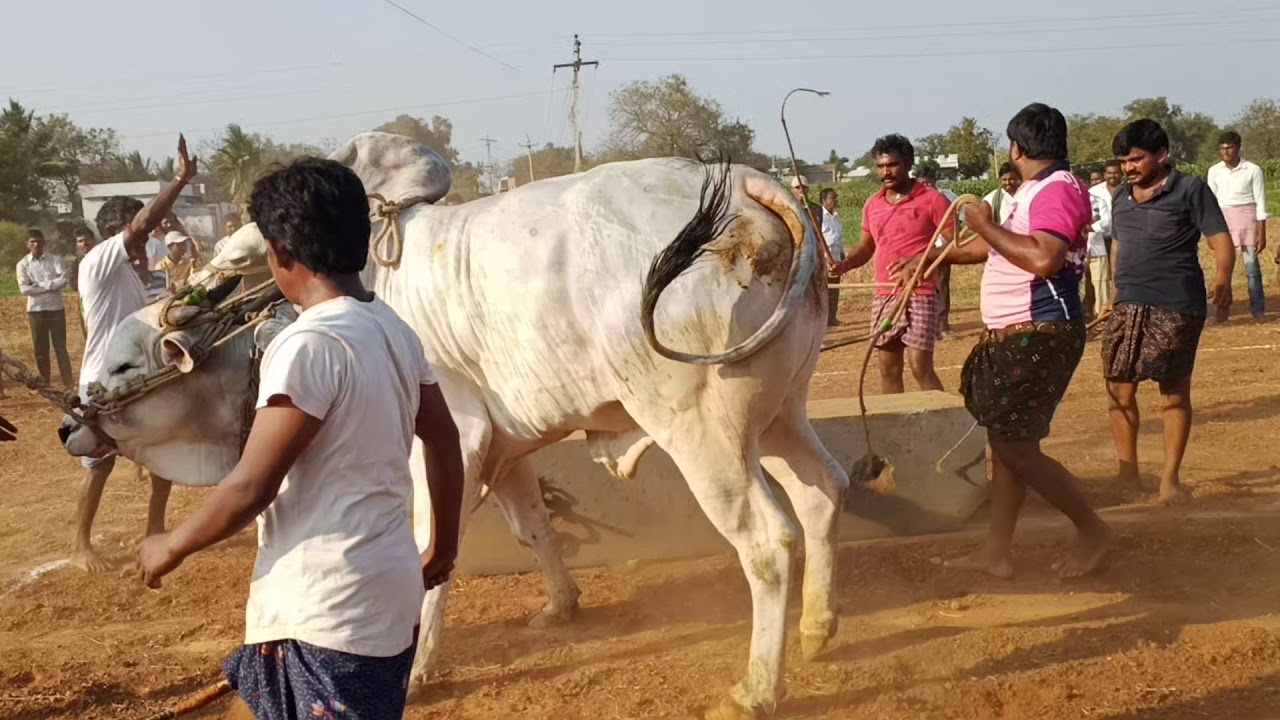 boyalakuntla balakrishna bulls won   the 2nd place in komurolu (prakasam district )