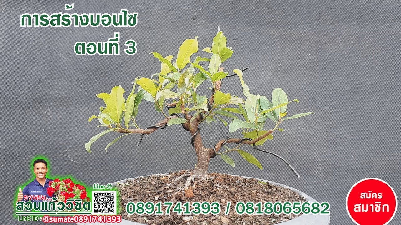 การสร้างบอนไซ ตอนที่3 How to make bonsai Ep3