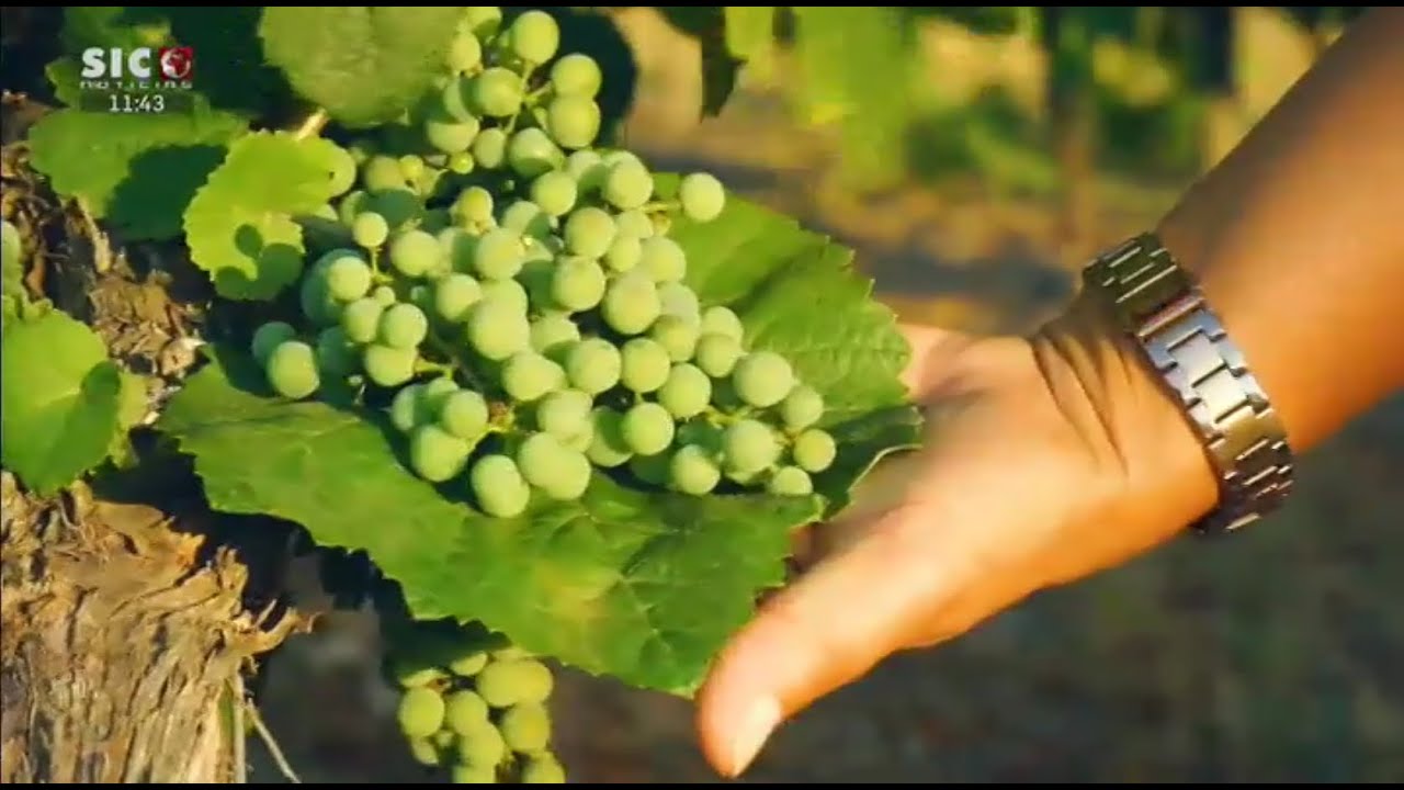 Boa Cama Boa Mesa: gastronomia e vinhos do Dão