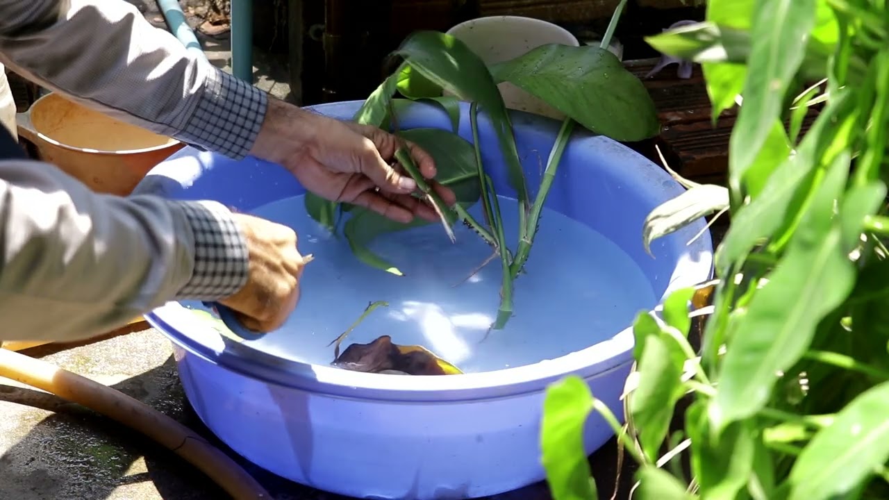 how to cutting epipremnum pinnatum -  Monstera Adansonii