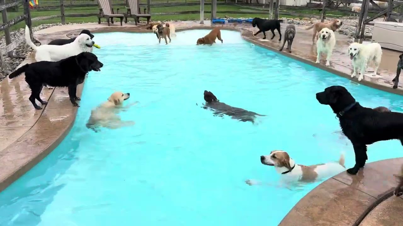Put Your Pawty Hat On!  🐾 💦