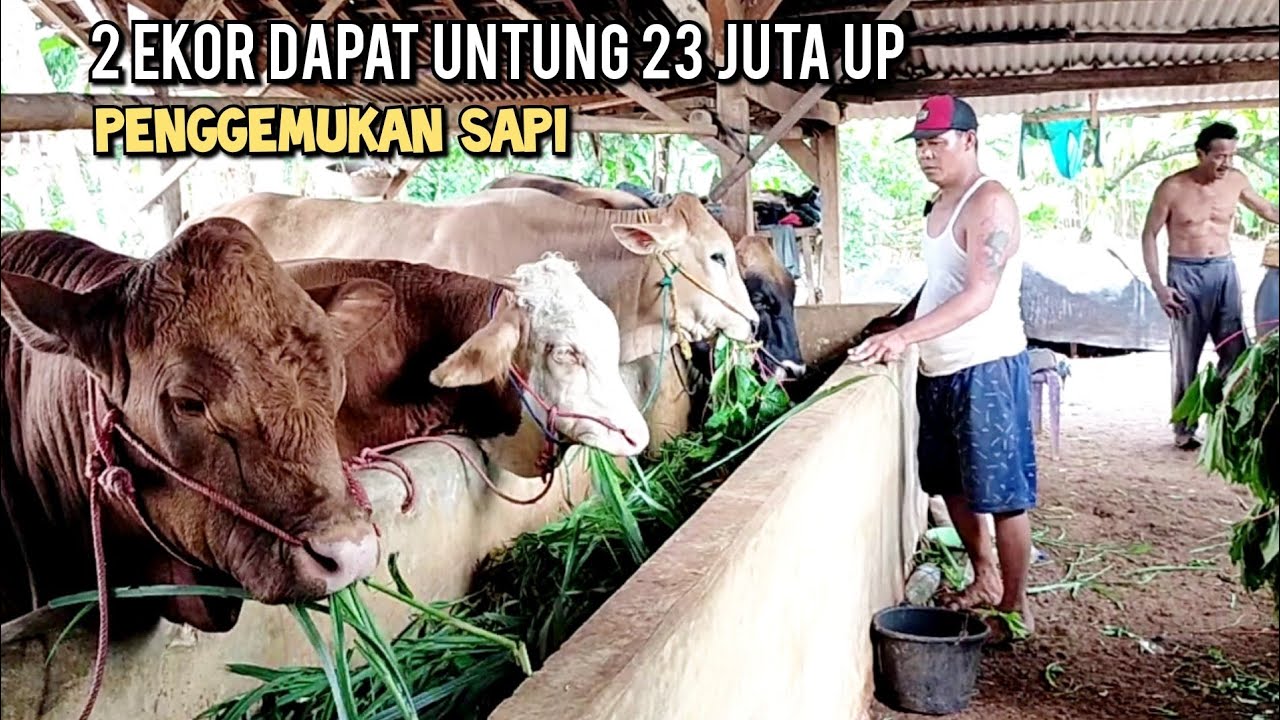 Penggemukan sapi untung banyak karena pakan gak beli