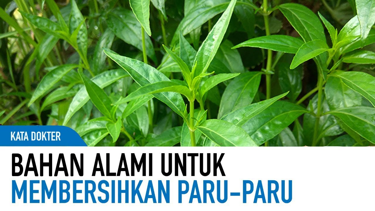 Bahan Alami Untuk Mempercepat Penyembuhan Flek Paru-Paru | Kata Dokter