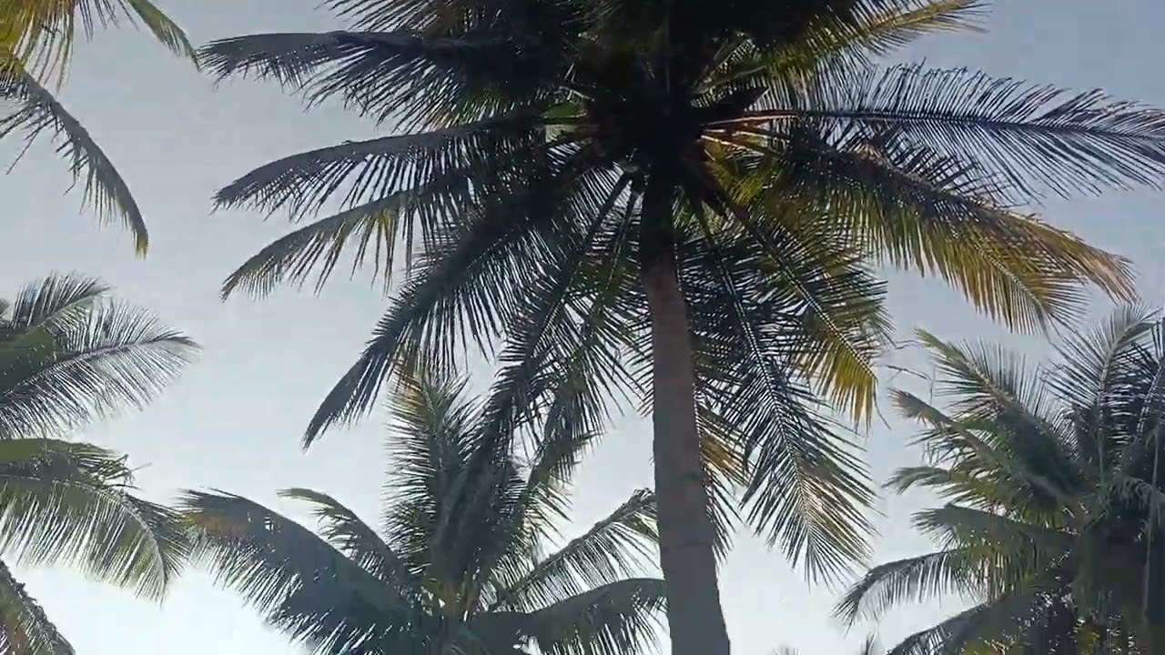 1.85 ஏக்கர் தோப்பு விற்பனை செஞ்சேரிமலை ஏரியா 