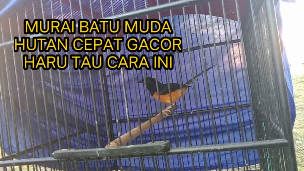 CARA MERAWAT BURUNG MURAI BATU HUTAN CEPAT GACOR