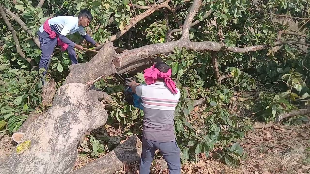 Tree cutting 