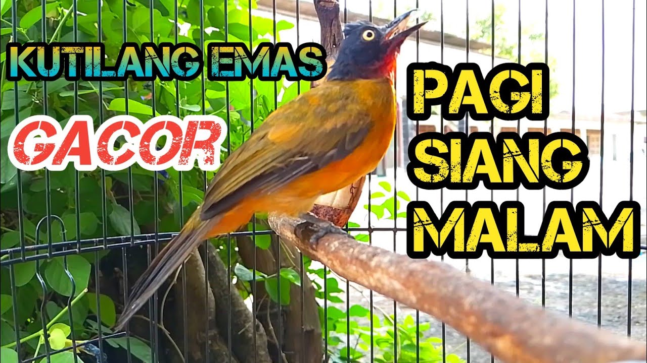 KUTILANG EMAS❗❗ GACOR PAGI SIANG MALAM CARI LAWAN