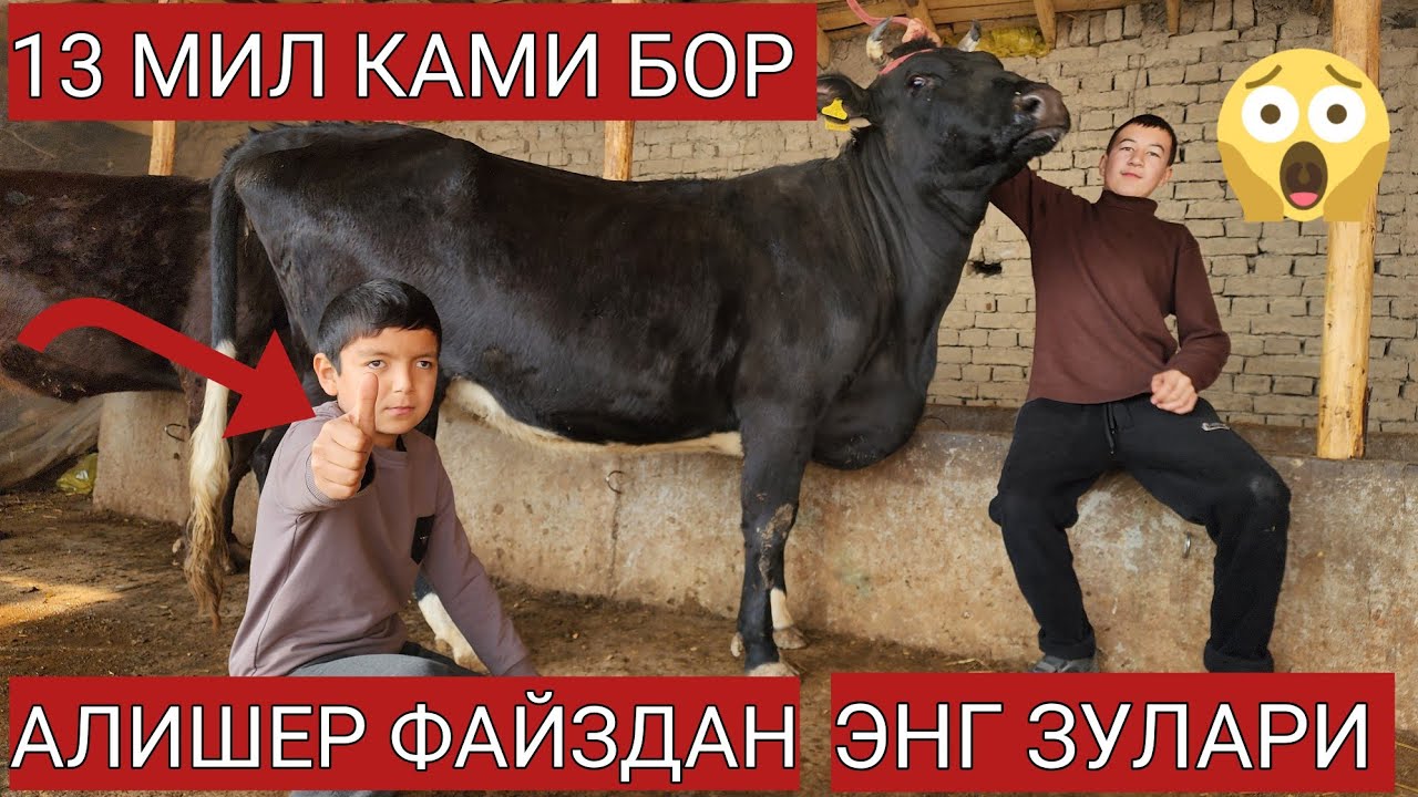 АЛИШЕР ФАЙЗ БУГУН ЙОНДРИБ ТАШЛАДИ🔥👍 БУНДАН АРЗОНИ ЙУГ ДУСЛА 