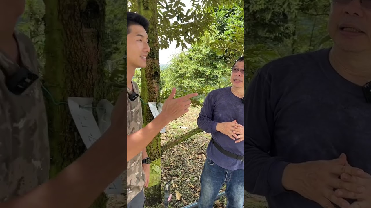 【马来堂哥】黑刺榴莲园 拜访黑刺鼻祖 #马来西亚