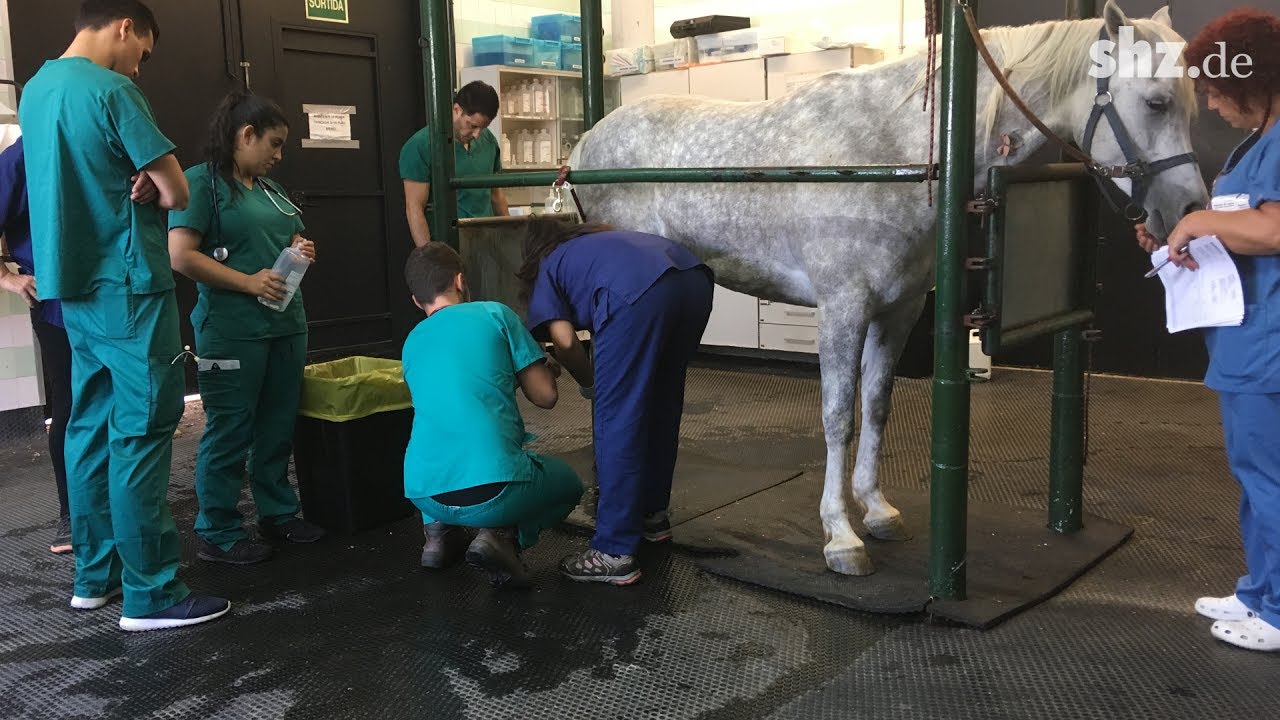 Promi-Pferd Nasar kämpft in Spanien um sein Leben