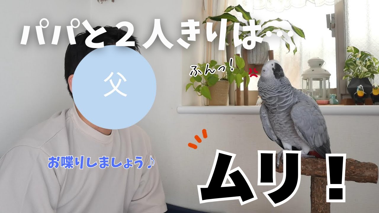 【検証】パパと２人きり、ヨウムのめいちゃんの反応は…🤣⁉