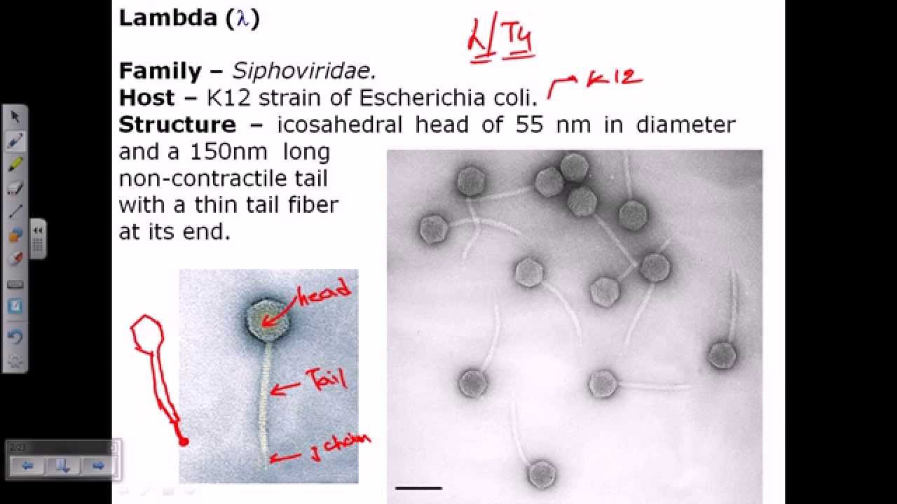 Lambda phage
