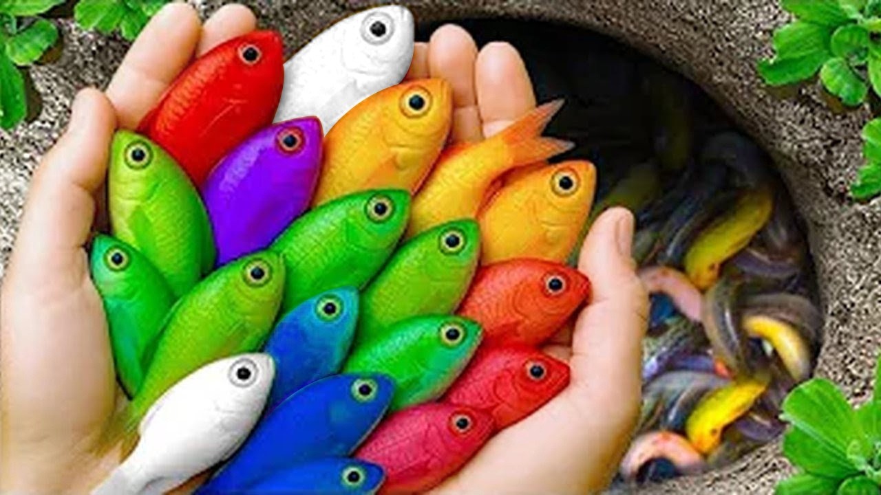 Catch beautiful aquarium fish in small pond baby turtles, pencil fish, glass guppy, nemo, crab blu.