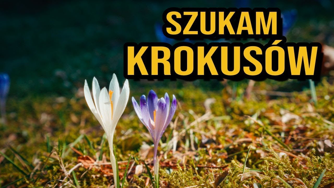 Turbacz z Obidowej - Wiosna w Gorcach