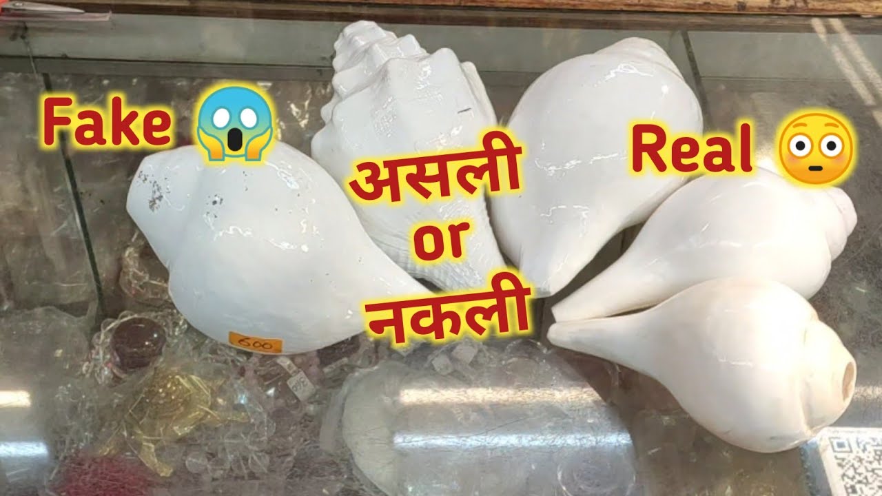 असली शंख और नकली शंख(Real Shankh or Fake Shankh) #shankh #conchshell  #youtube #india
