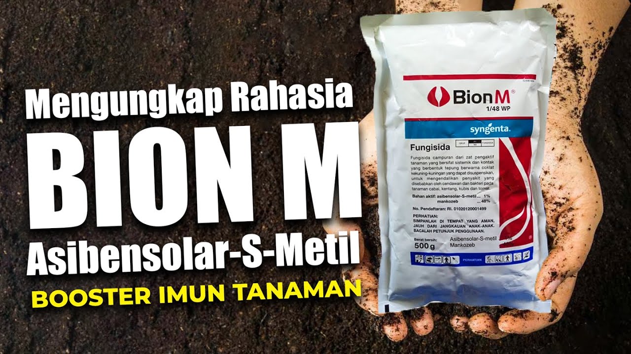 MENGUNGKAP RAHASIA FUNGISIDA BION-M DENGAN MANKOZEB + ASIBENSOLAR S METIL | BOOSTER IMUN TANAMAN