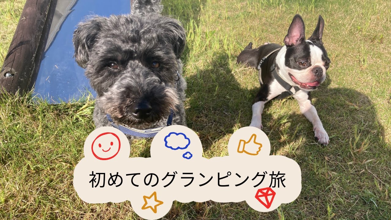 ドッググランピング滋賀高島に行ってきた！【シュナプー】【ボストンテリア】
