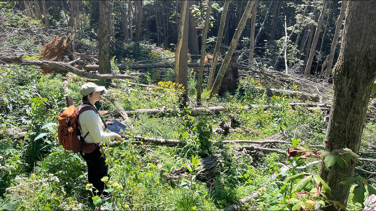 Southern Appalachian Forest Research Post-Helene
