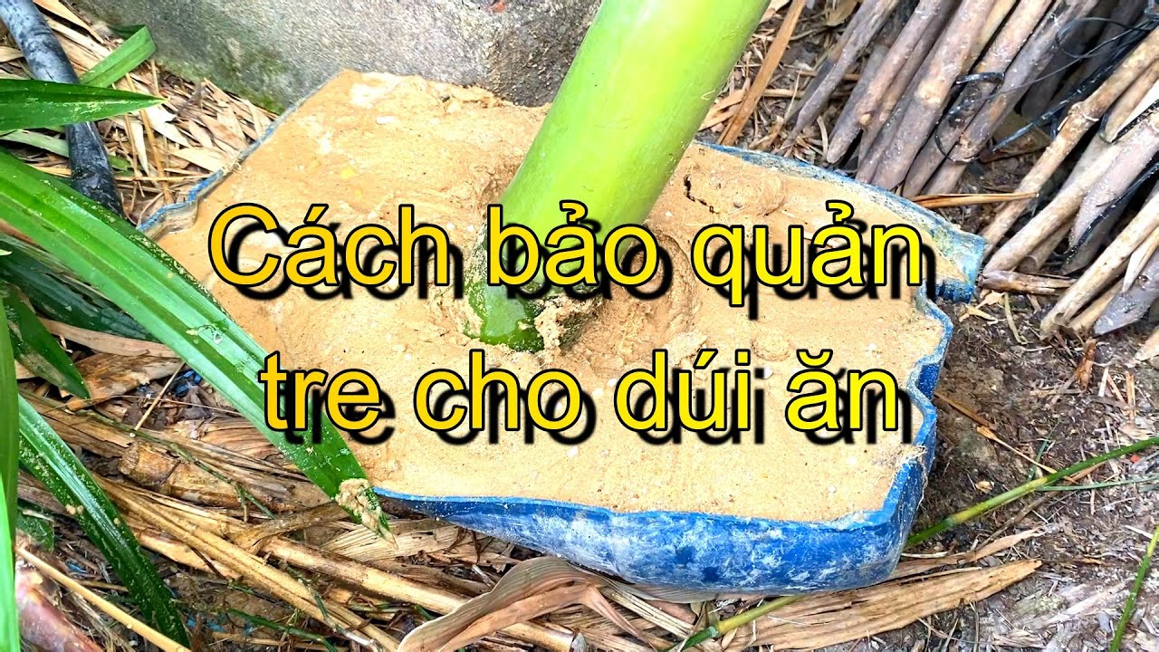 Cách bảo bảo tre cho dúi ăn| Đơn giản nhưng rất hiệu quả.