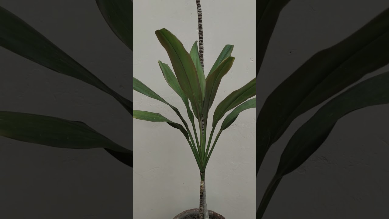 Video # 1, Home Pot Plants #potplants #plants #laymanplants